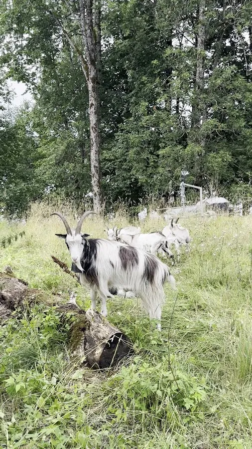 BookNoFees: Kafe – Bogstad gård kafé – Oslo – Bogstad Çiftliği Kafe, fotoğraf 2
