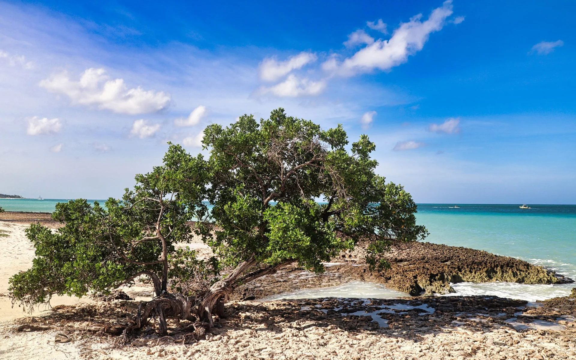 Oranjestad, Aruba sahilindeki Divi-Divi Ağacı