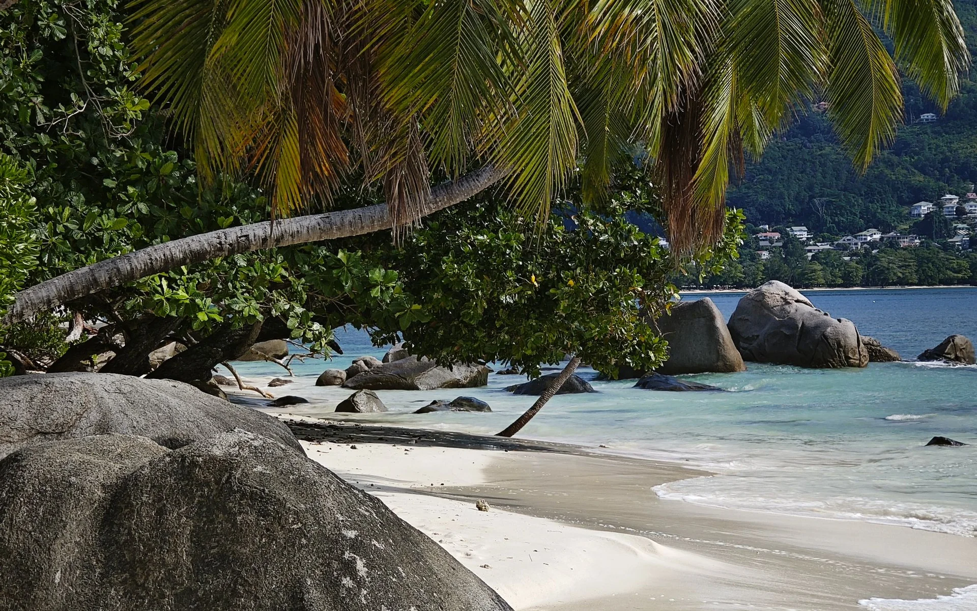 Beau Vallon Plajı’ndaki palmiye ağaçları ve kayalıklar